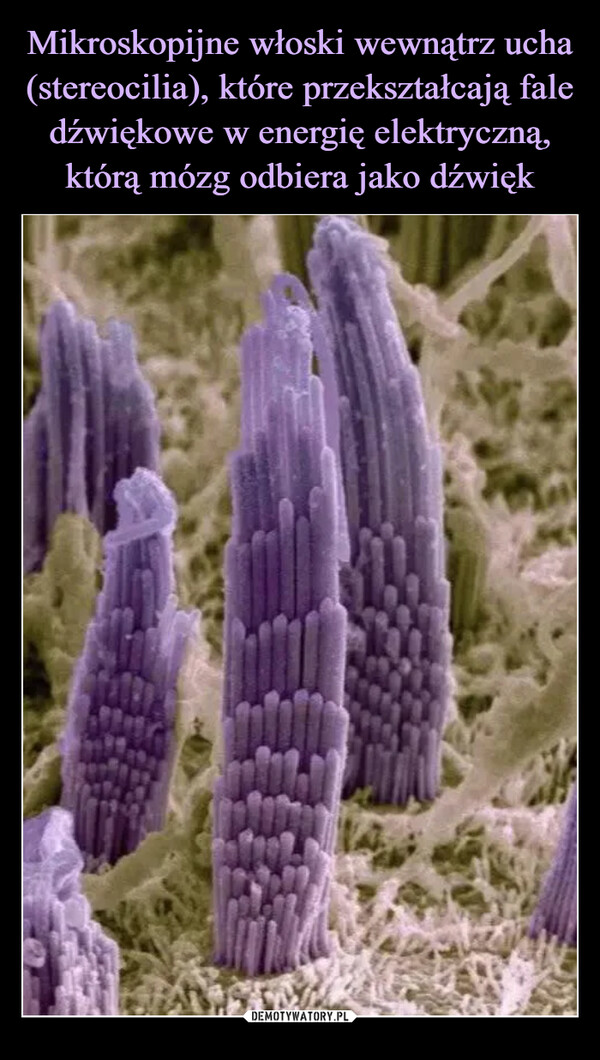 Mikroskopijne włoski wewnątrz ucha (stereocilia), które przekształcają fale dźwiękowe w energię elektryczną, którą mózg odbiera jako dźwięk