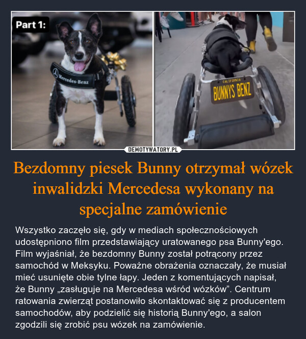 Bezdomny piesek Bunny otrzymał wózek inwalidzki Mercedesa wykonany na specjalne zamówienie