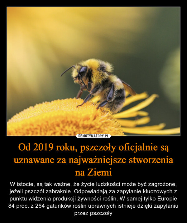 Od 2019 roku, pszczoły oficjalnie są uznawane za najważniejsze stworzenia na Ziemi – W istocie, są tak ważne, że życie ludzkości może być zagrożone, jeżeli pszczół zabraknie. Odpowiadają za zapylanie kluczowych z punktu widzenia produkcji żywności roślin. W samej tylko Europie 84 proc. z 264 gatunków roślin uprawnych istnieje dzięki zapylaniu przez pszczoły 