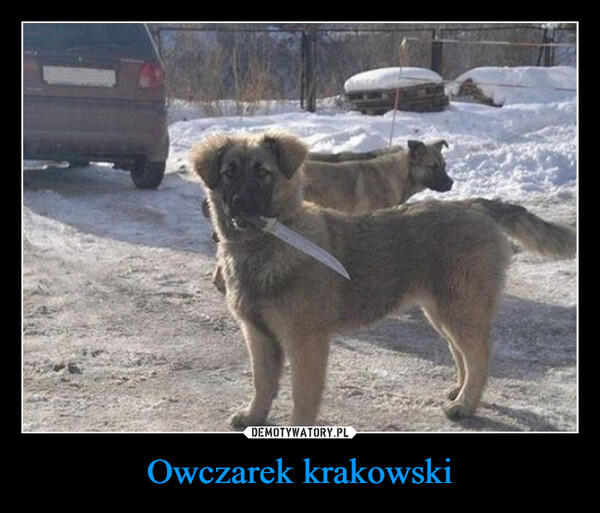 Owczarek krakowski –  