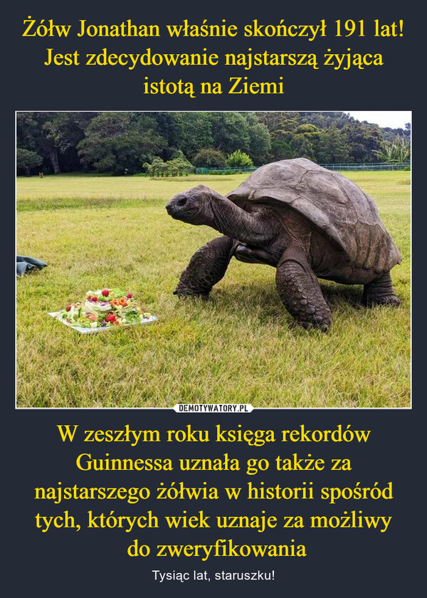 W zeszłym roku księga rekordów Guinnessa uznała go także za najstarszego żółwia w historii spośród tych, których wiek uznaje za możliwy do zweryfikowania – Tysiąc lat, staruszku! 
