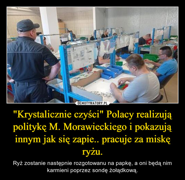 "Krystalicznie czyści" Polacy realizują politykę M. Morawieckiego i pokazują innym jak się zapie.. pracuje za miskę ryżu.