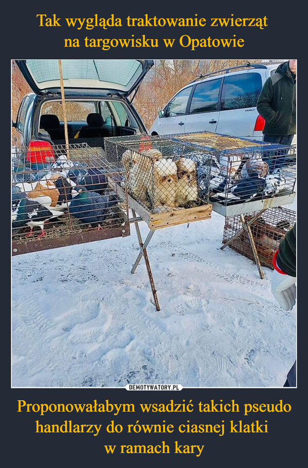 Tak wygląda traktowanie zwierząt 
na targowisku w Opatowie Proponowałabym wsadzić takich pseudo handlarzy do równie ciasnej klatki 
w ramach kary