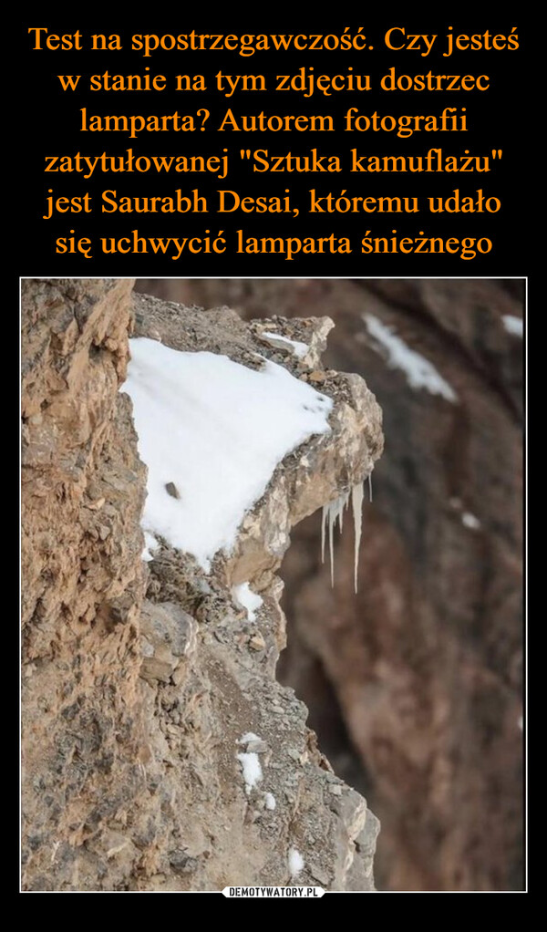 Test na spostrzegawczość. Czy jesteś w stanie na tym zdjęciu dostrzec lamparta? Autorem fotografii zatytułowanej "Sztuka kamuflażu" jest Saurabh Desai, któremu udało się uchwycić lamparta śnieżnego