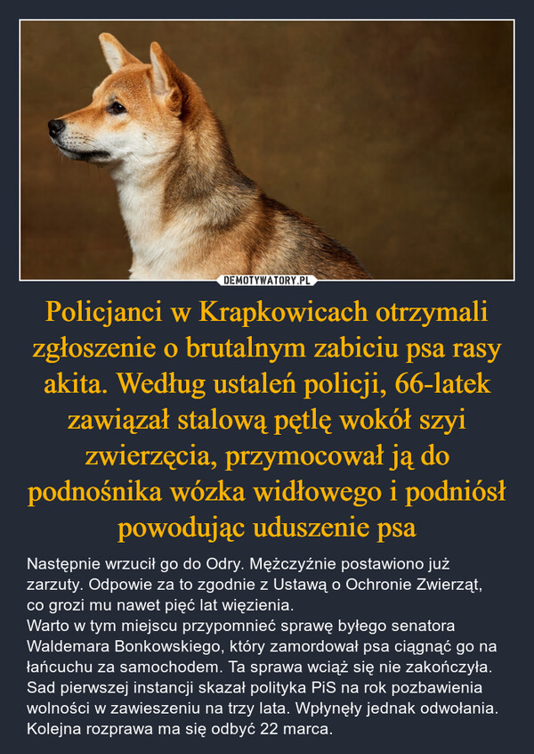 Policjanci w Krapkowicach otrzymali zgłoszenie o brutalnym zabiciu psa rasy akita. Według ustaleń policji, 66-latek zawiązał stalową pętlę wokół szyi zwierzęcia, przymocował ją do podnośnika wózka widłowego i podniósł powodując uduszenie psa