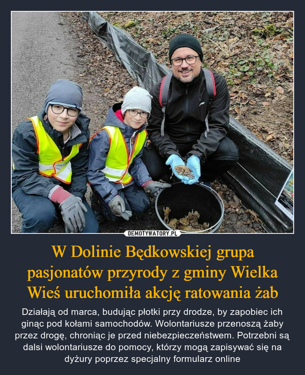 W Dolinie Będkowskiej grupa pasjonatów przyrody z gminy Wielka Wieś uruchomiła akcję ratowania żab
