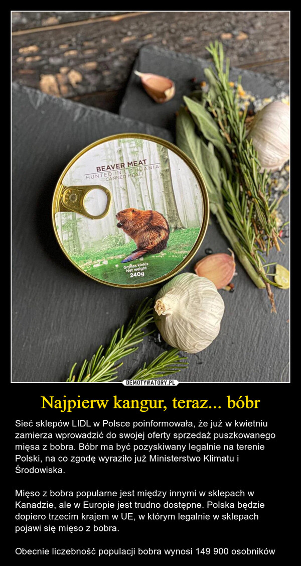 Najpierw kangur, teraz... bóbr – Sieć sklepów LIDL w Polsce poinformowała, że już w kwietniu zamierza wprowadzić do swojej oferty sprzedaż puszkowanego mięsa z bobra. Bóbr ma być pozyskiwany legalnie na terenie Polski, na co zgodę wyraziło już Ministerstwo Klimatu i Środowiska. Mięso z bobra popularne jest między innymi w sklepach w Kanadzie, ale w Europie jest trudno dostępne. Polska będzie dopiero trzecim krajem w UE, w którym legalnie w sklepach pojawi się mięso z bobra.Obecnie liczebność populacji bobra wynosi 149 900 osobników BEAVER MEATHUNTED IN LITHUANIACANNED MEAT)Grynas kiekisNet weight240g