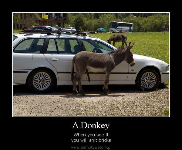 A Donkey – When you see it you will shit bricks 